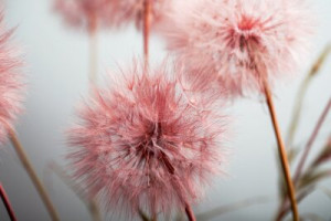 Fototapete Andere Pusteblume, Ball, Saatgut, Blume, Sommer