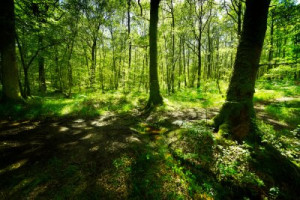 Fototapete Wald, Natur, Welle, grün, Weg