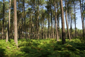 Fototapete Andere Natur, Heide, Wald, Baum, Kiefer