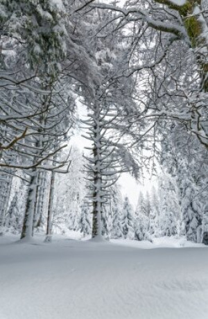 Fototapete Andere Schnee, Winter, Landschaft, vogesen, Wald