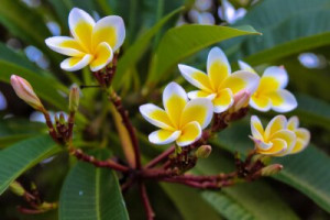 Fototapete Andere Blume, plumeria, weiß, Natur, Frangipani