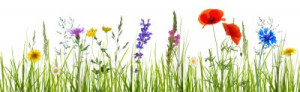 Fototapete Andere Blume, lea, Sommer, freigeben, isoliert