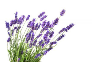 Fototapete Andere Blume, lavandula, lila, Kraut, Natur