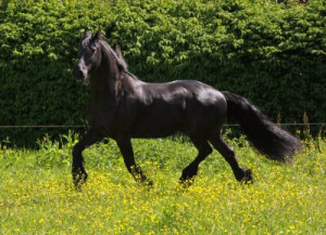 Fototapete Andere Pferd, Pferde, Galopp, Mähne, Geruch