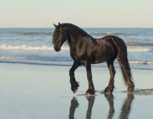 Fototapete Andere schwarz, Pferd, Tier, Handlung, Wasser