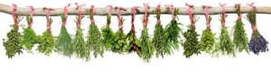 Fototapete Andere Kraut, frisch, gesund, Gesundheit, Salbei