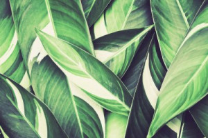 Fototapete Andere Textur, Hintergrund, abstrakt, Design, Muster