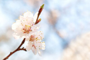 Fototapete Andere Schönheit, Hintergrund, Natur, flora, weiß