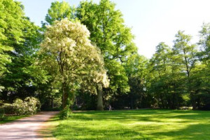 Fototapete Andere Park, Stadt, Stadtpark, aquatischen, Ententeich