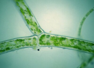 Fototapete Algen, Handy, mikroskopische, Mikrobiologie, Chlorophyll