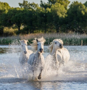 Fototapete Natur, Landwirtschaft, Pferd, Tier, weiß