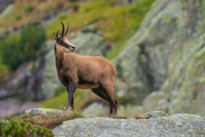 Fototapete Andere groß, junge, Hintergrund, Natur, Tier
