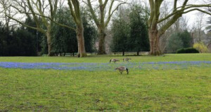 Fototapete Menschen, Vogel, Natur, Frühling, cygnet