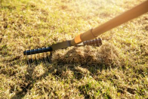 Fototapete Andere Rasen, Gras, Belüftung, beängstigen, Rake