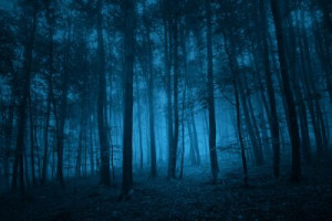 Fototapete Wald Holz, Natur, Wald, Angst, dunkel