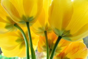 Fototapete Andere gelb, flora, Makro, Detail, Blume