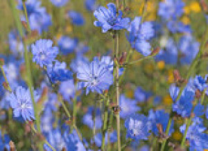 Fototapete Natur, flora, Blume, Medizin, Botanik