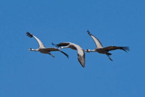Fototapete Andere Natur, Fauna, Tier, Tierwelt, Herde