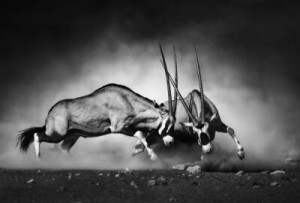Fototapete schwarz, art, Tier, Tierwelt, Handlung