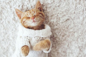 Fototapete Katze Fußboden, Pose, weiß, Kind, Erkältung