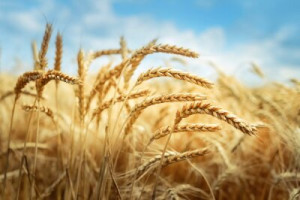 Fototapete Andere schließen, Natur, Landwirtschaft, Bauernhof, Sommer
