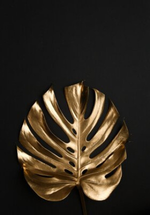 Fototapete Andere monstera, palm, Blatt, trendy, Mode