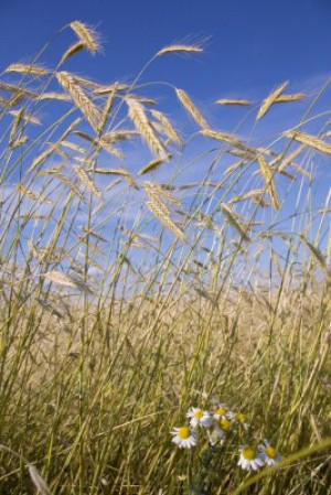 Fototapete Andere Gold, gelb, Landwirtschaft, Sommer, reif