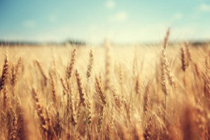 Fototapete Felder Gold, gelb, Hintergrund, Natur, Landwirtschaft