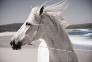 Fototapete Pferd, weiß, Wind, Sand, Meer