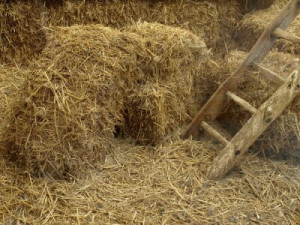 Fototapete Andere Textur, Bauernhof, Tier, Lebensmittel, trocknen
