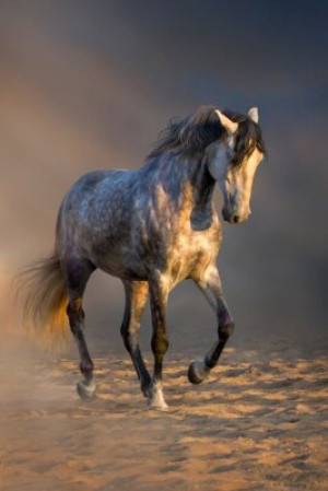 Fototapete schwarz, junge, Natur, Bauernhof, Pferdesport
