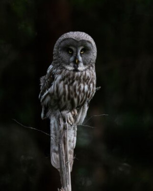 Fototapete Eule, Vogel, Tier, Tierwelt, Natur