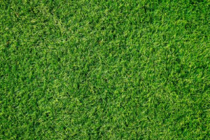 Fototapete Andere Gras, grün, Feld, Textur, Rasen