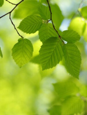 Fototapete Andere grün, Blatt, Frühling, Anlage, Hintergrund