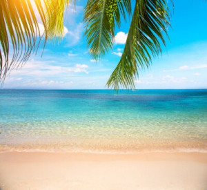 Fototapete Andere Strand, Blatt, Ozean, palm, Sand