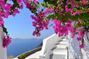 Fototapete Panorama Bougainvillea, Santorini, Fira, Griechenland, thir