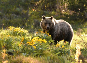 Fototapete tragen, Tier, wilde, Tierwelt, braun