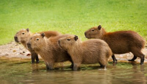 Fototapete capybara, Baby, Gruppe, Lebensraum, Fluss