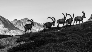 Fototapete Andere Steinbock, Tier, Tierwelt, Säugetier, wilde