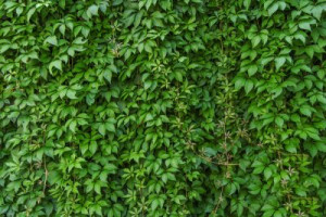 Fototapete Andere Textur, Hintergrund, Muster, Wand, Natur