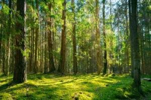 Fototapete Wald Wald, Frühling, Natur, Landschaft, Morgen