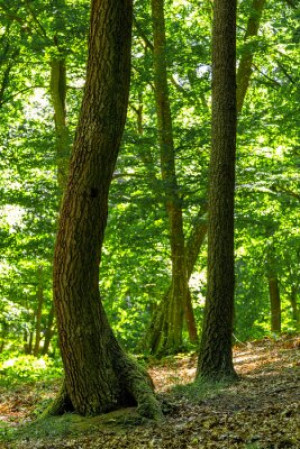 Fototapete Andere Holz, Hintergrund, alt, vintage, Natur