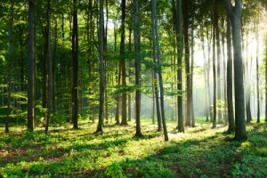 Fototapete Wald Gold, gelb, Holz, Hintergrund, braun