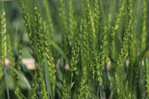 Fototapete Andere Weizen, Feld, Hintergrund, Ernte, Landschaft