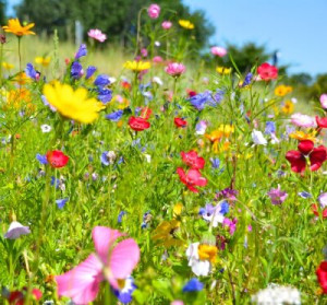 Fototapete Andere Hintergrund, Natur, Sommer, glücklich, natürlichen