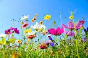 Fototapete Blume, lea, Sommer, Sommerblumen, Frühling