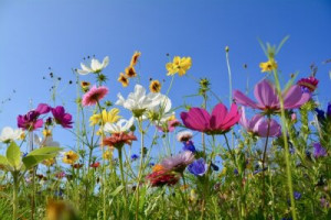 Fototapete Wiese Hintergrund, Natur, Sommer, glücklich, natürlichen