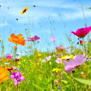 Fototapete Andere Hintergrund, Natur, Sommer, glücklich, natürlichen
