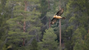 Fototapete Andere bärtigen, Geier, junge, Vogel, Natur