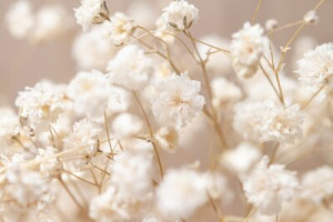 Fototapete Andere Blume, Licht, Natur, Garten, gypsophila
